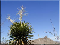 Yucca (55kb)