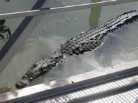 Crocodile 