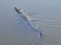 Gator